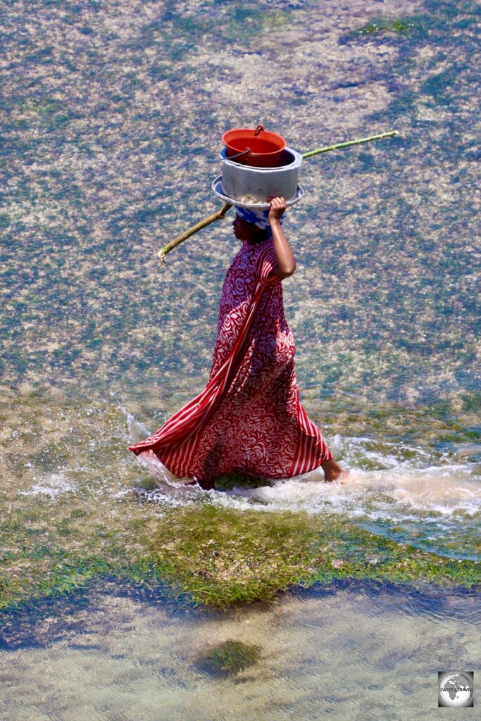 An octopus collector on Grande Comore, hunting for octopus at low tide.