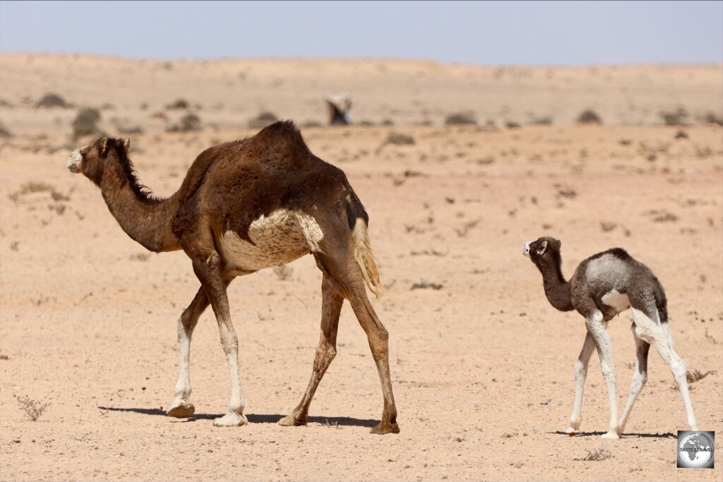 'Me and Mini-Me' - a mother and baby camel with very similar markings - near Imlili.