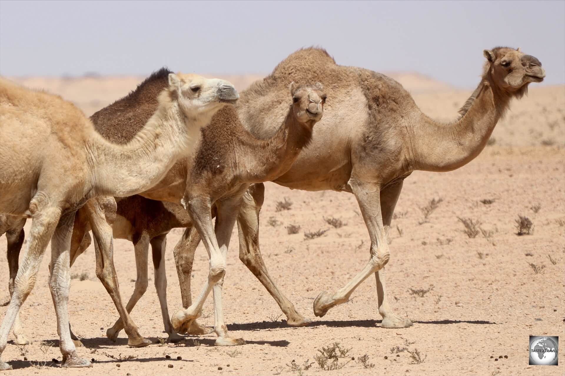 Camels! A common sight throughout Western Sahara! 