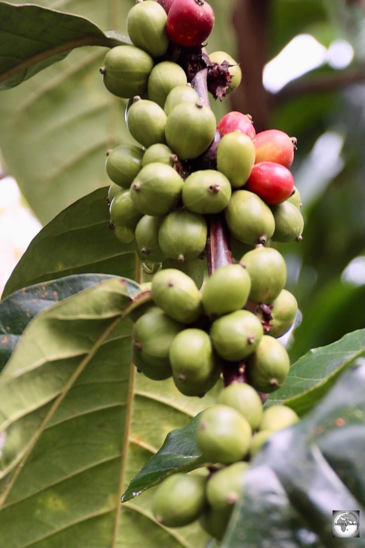 Robusta coffee beans growing on the side of the road near Cascata Sao Nicolau.