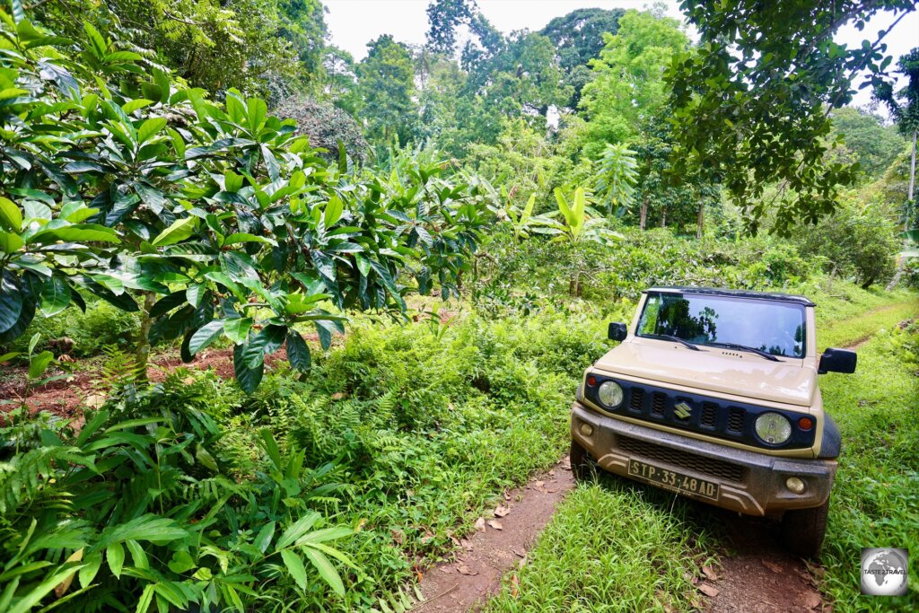 Exploring the lush, green rainforests of Principe in my rental car.