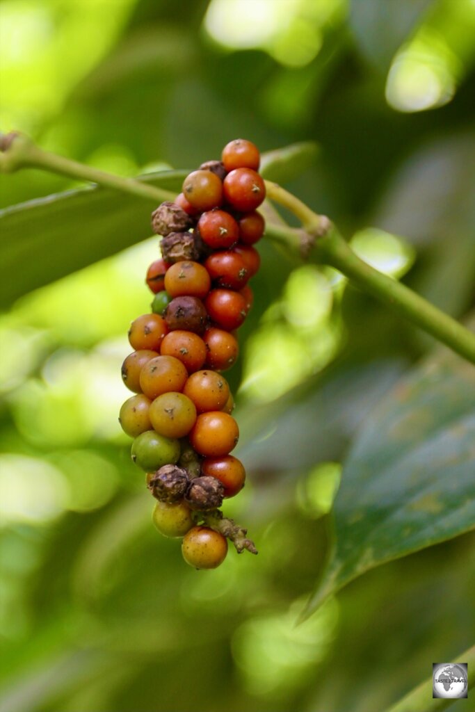 Besides cacao and coffee plants, Terreiro Velho plantation is home to many wild pepper plants.