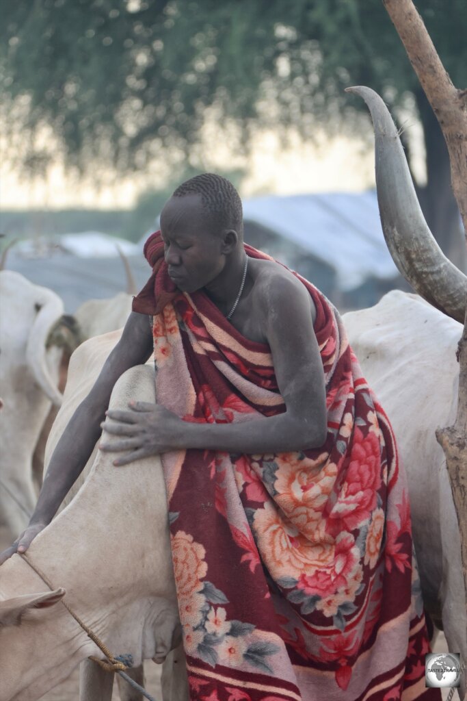 A Mundari man, rubbing cow dung ash into the hide of one of his cows.