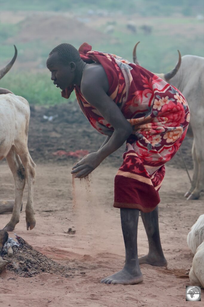 Gathering cow-dung ash from the fire.