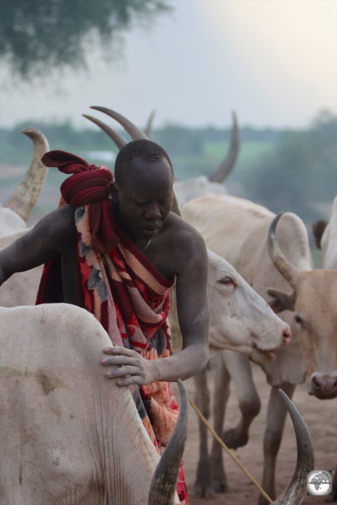 A Mundari man, rubbing cow dung ash into the hide of one of his cows.