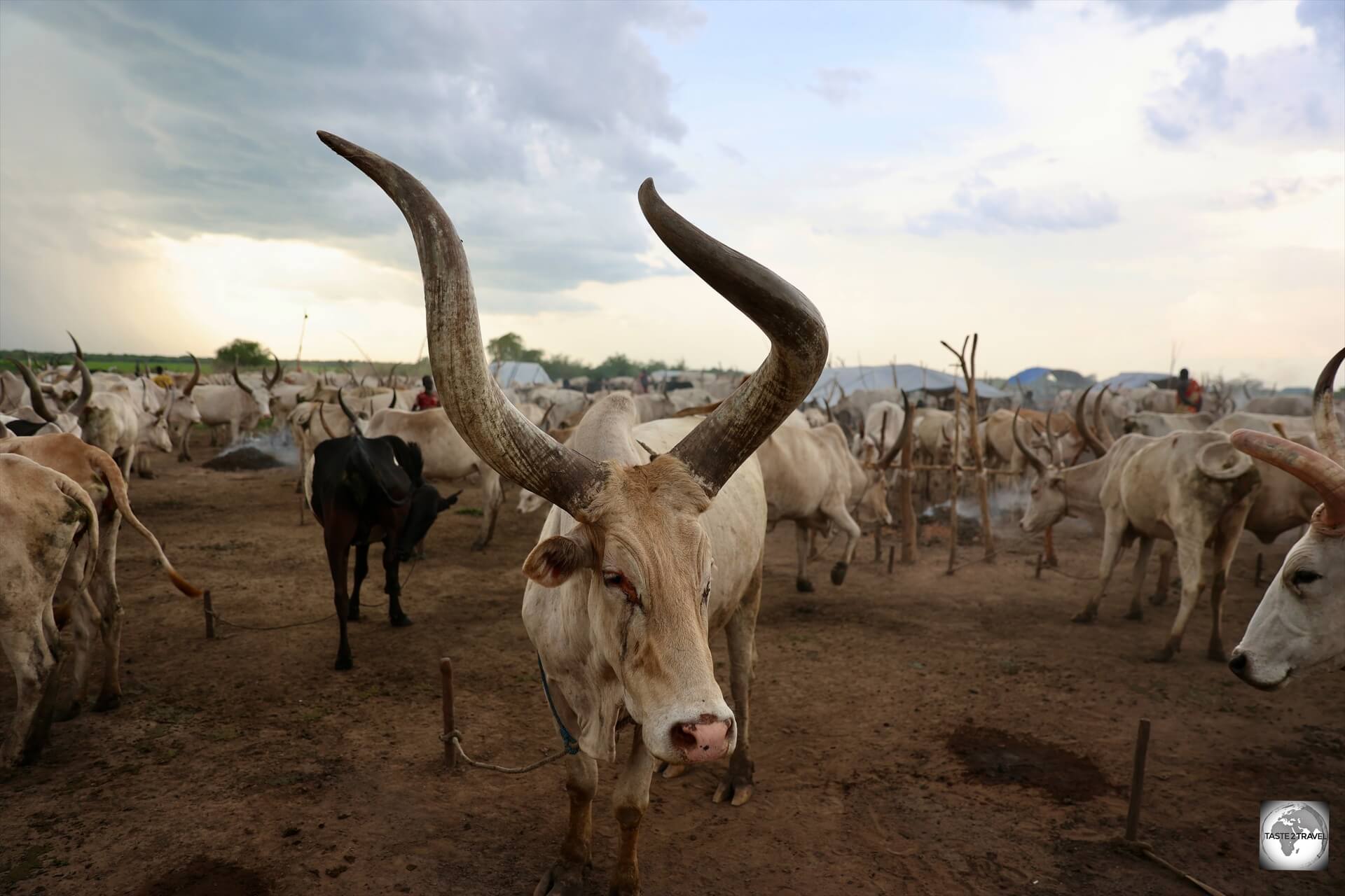 Ankole-Watusi cows have the most incredibly curvy horns. 