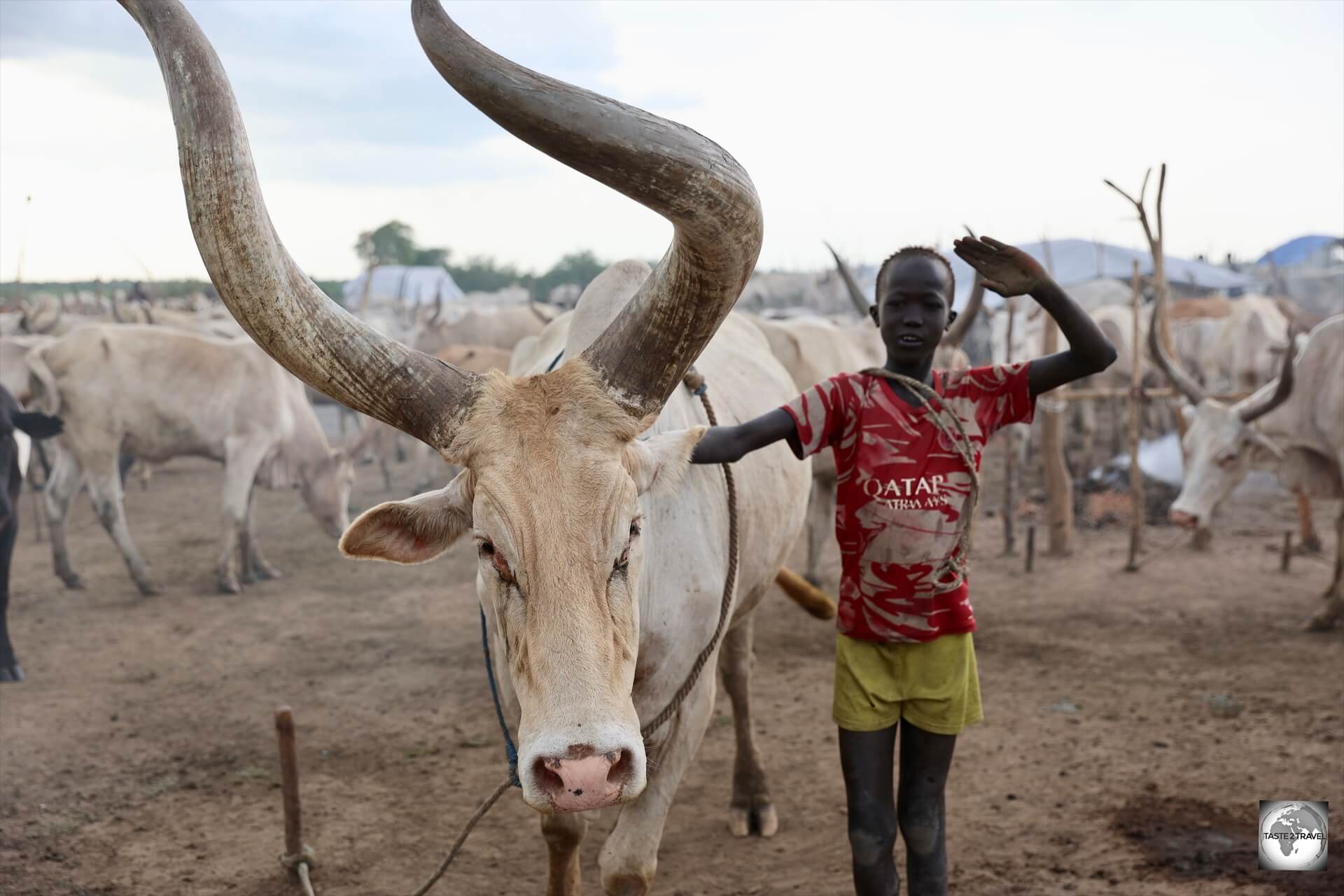 A young boy posing with an Ankole-Watusi cow. 