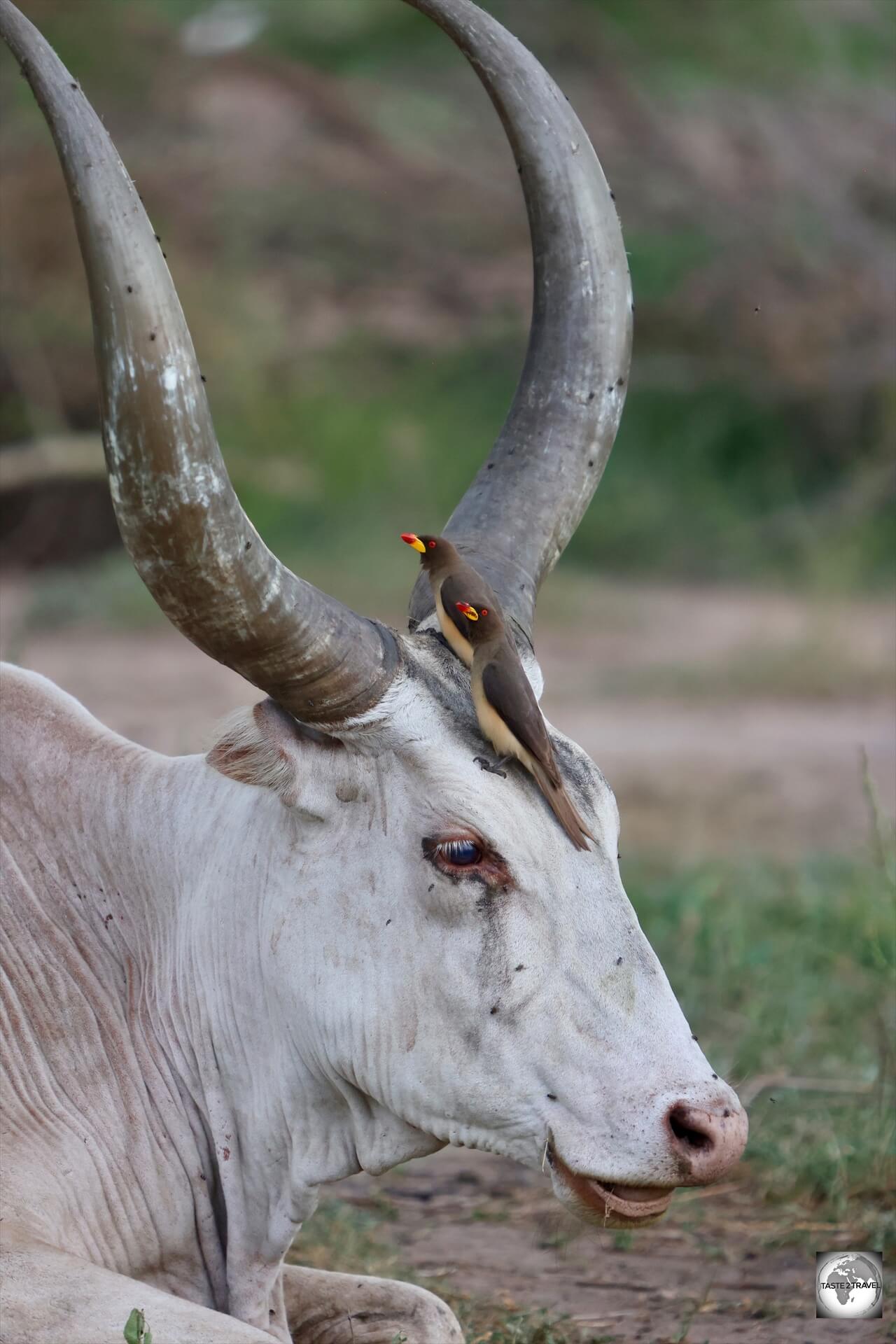 Birds, feeding off of bugs on a Ankole-Watusi cow.