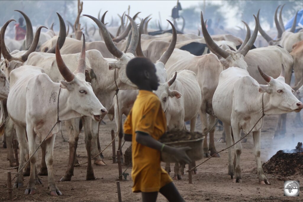 Collecting cow dung in a Mundari cattle camp is a never-ending job.