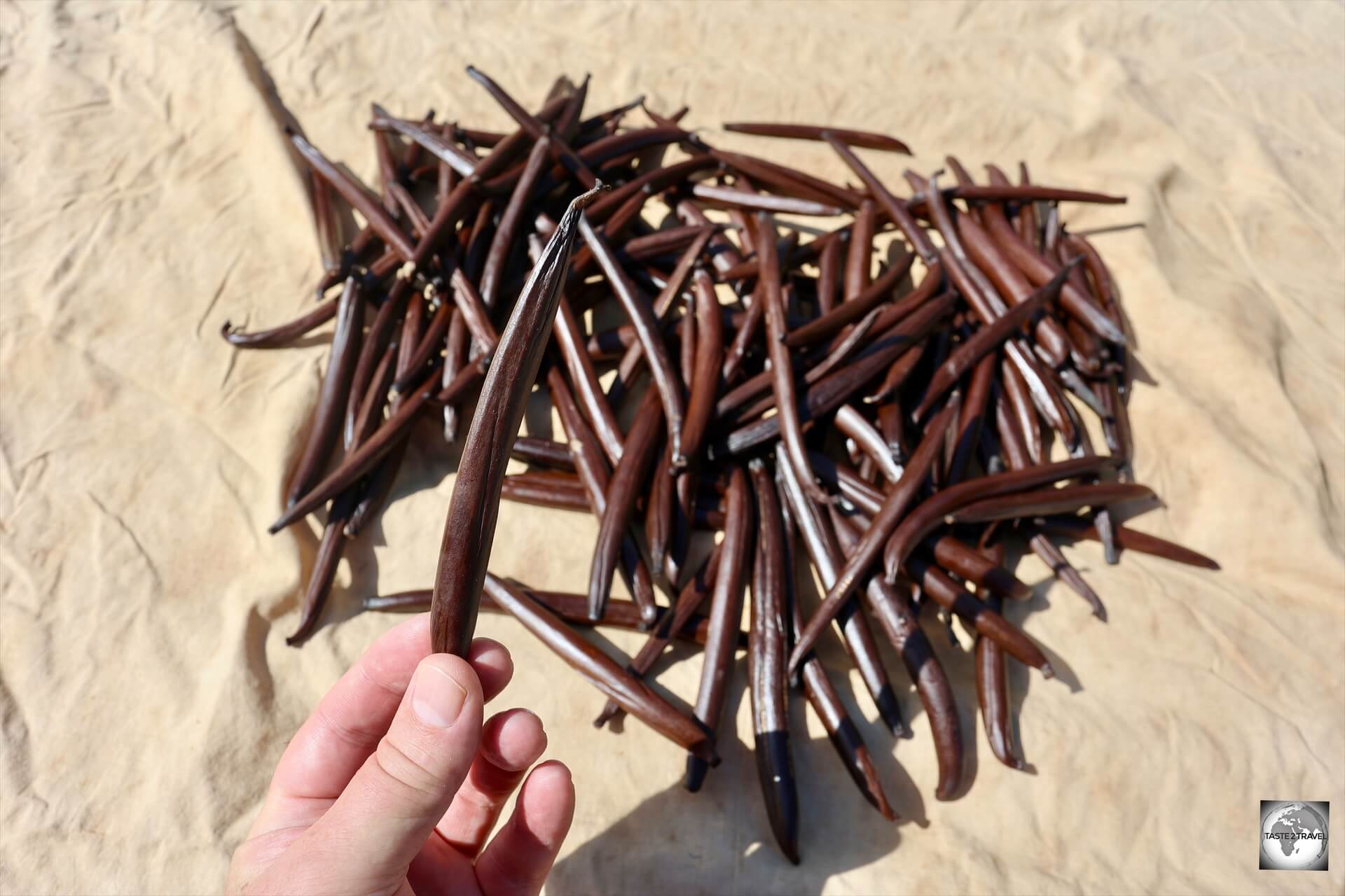 Vanilla pods at Akamaru Vanilla Farm, drying in the sun.