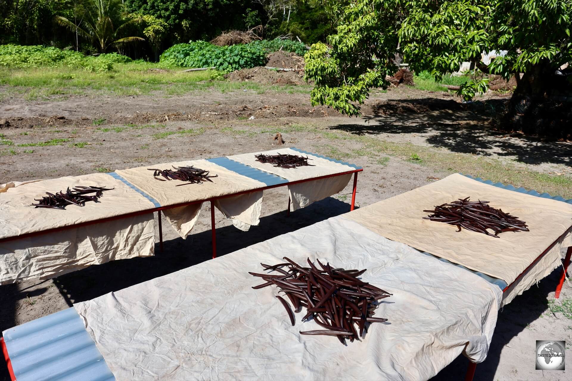 Vanilla pods at Akamaru Vanilla Farm, drying in the sun.