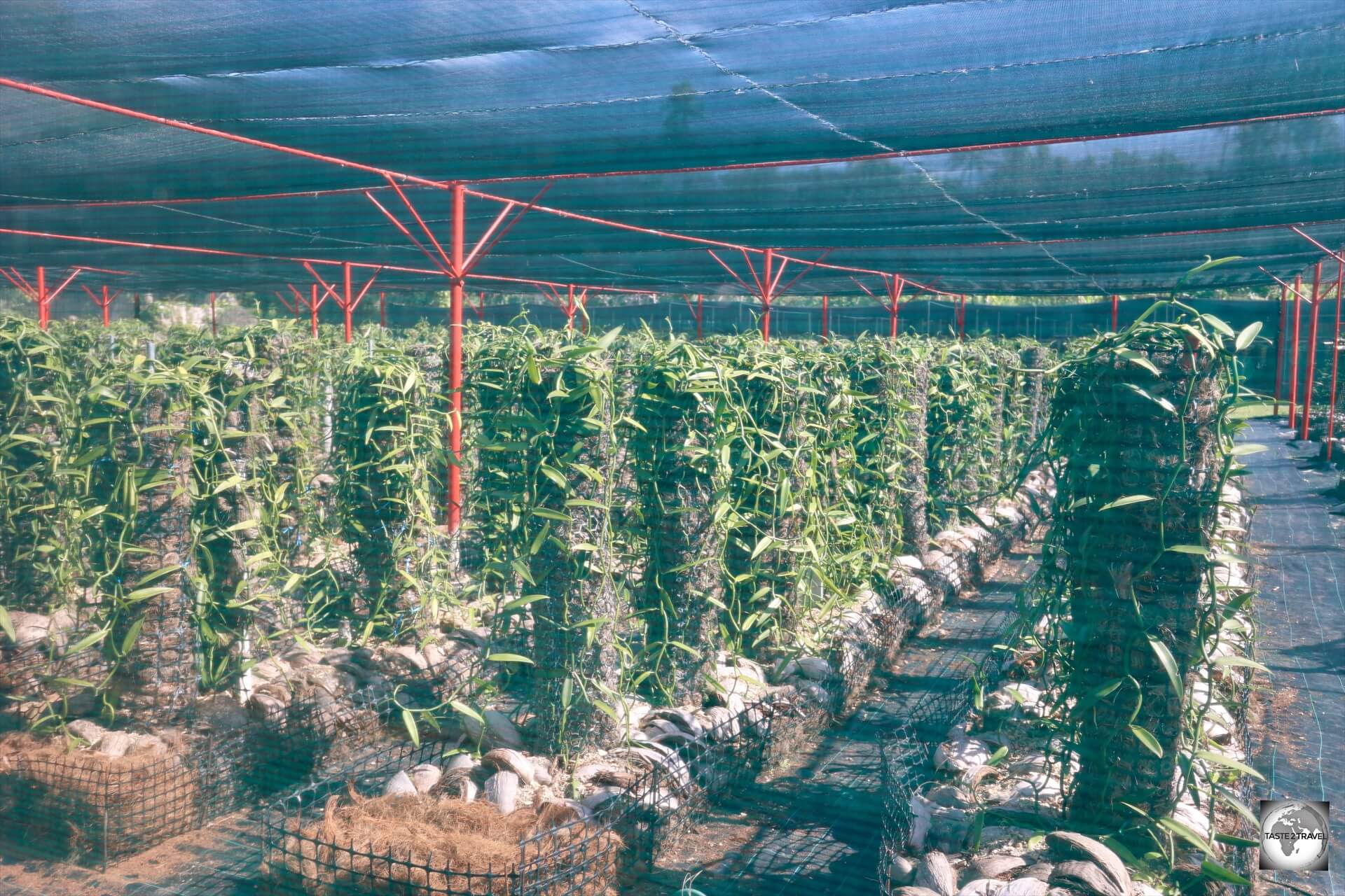 A real gold mine - the immaculate vanilla plantation at Akamaru Vanilla Farm.