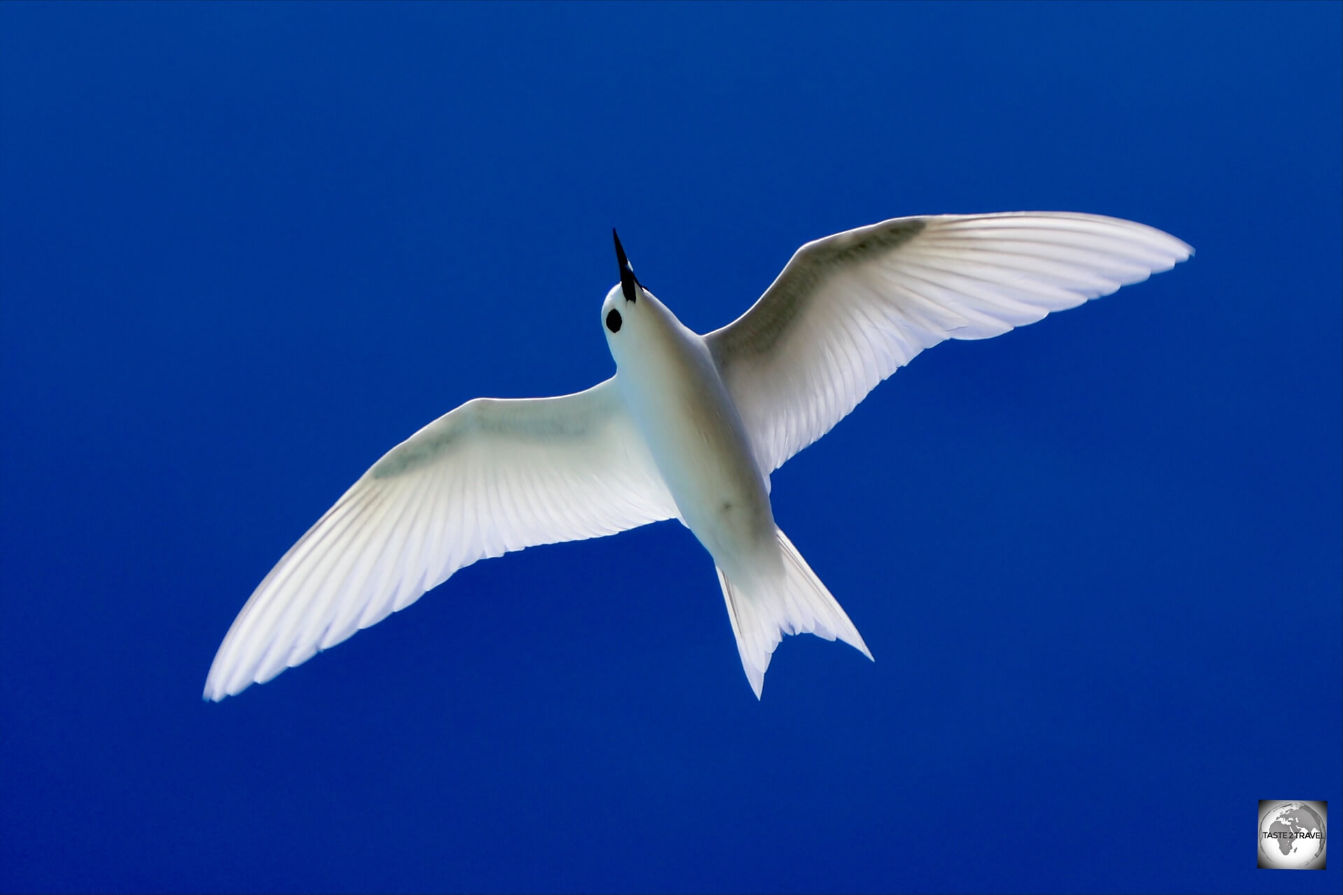 White Fairy tern on Bird Island. 