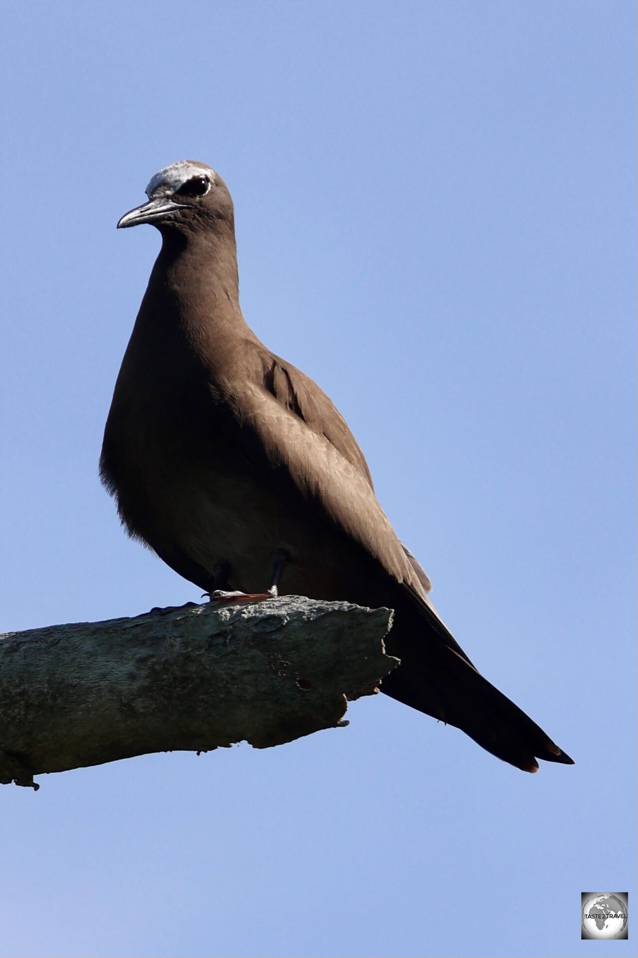 Brown noddy on Bird Island. 