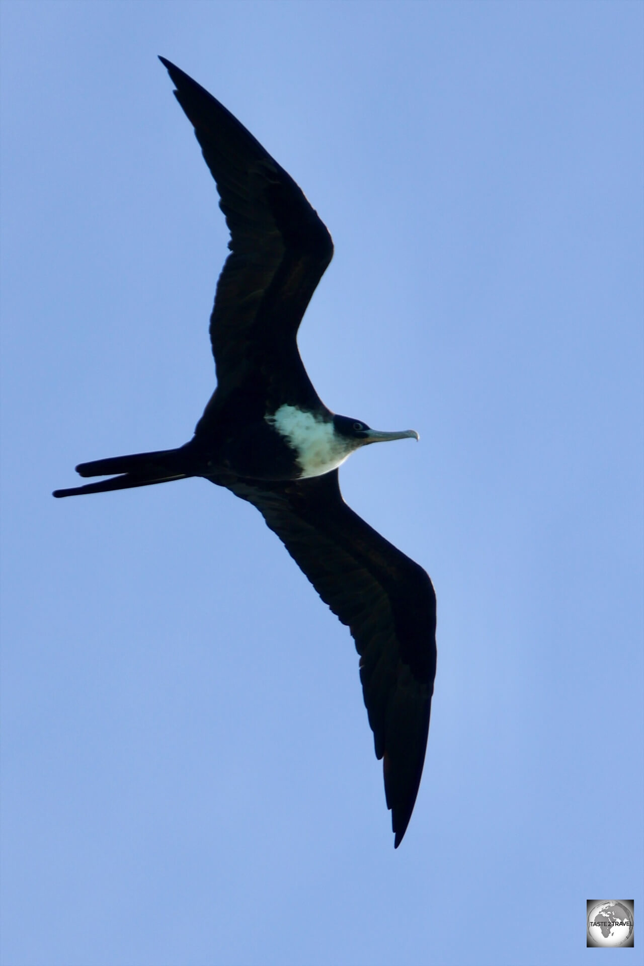 Frigate bird, soaring over Bird Island. 