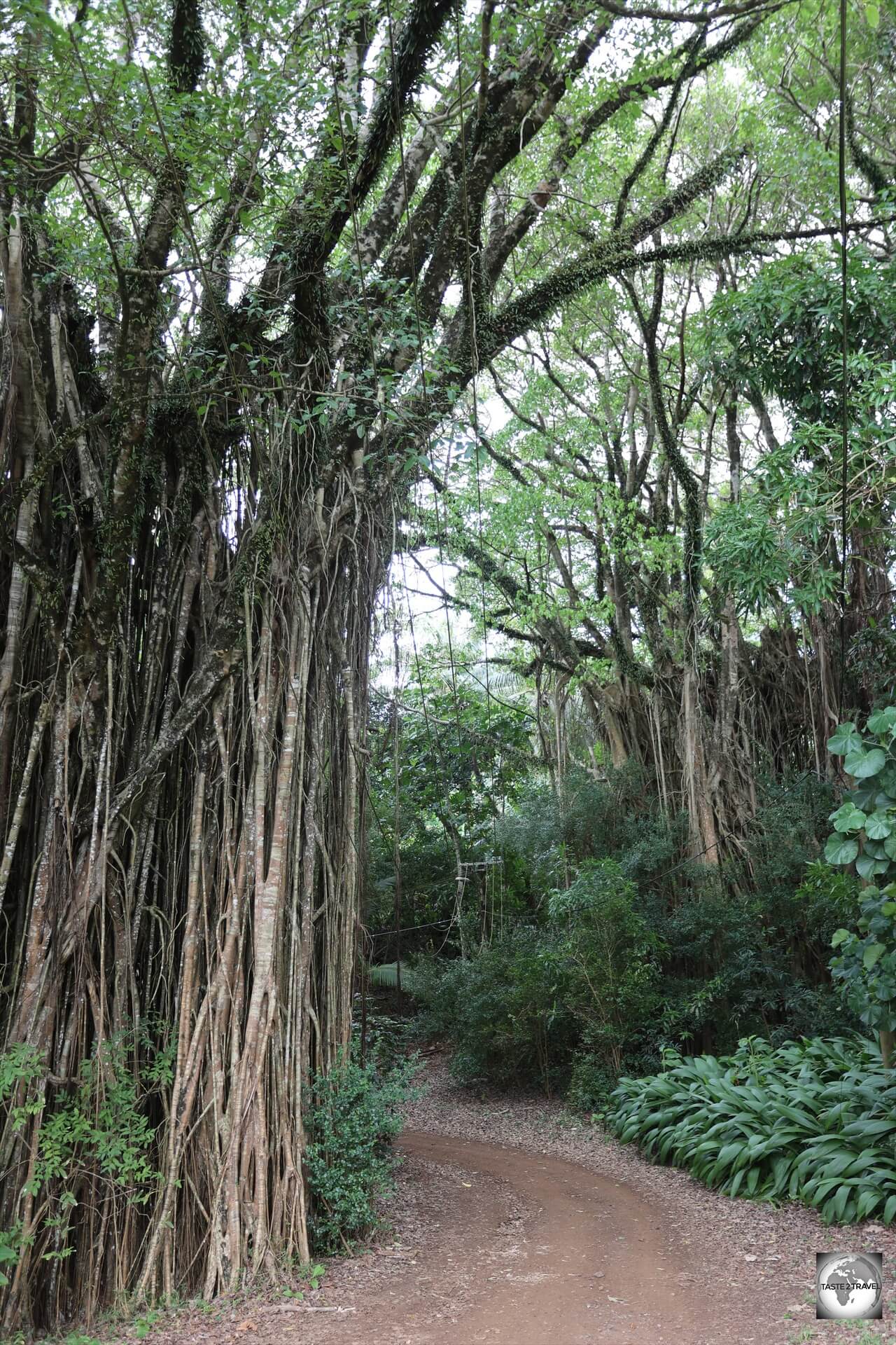 There are many towering banyan trees on Pitcairn Island.