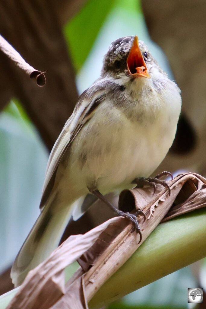 The Pitcairn reed warbler is the only bird which is endemic to Pitcairn Island.