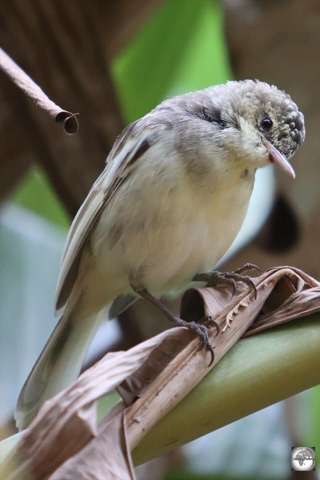 I found the Pitcairn reed warbler often in banana trees, where it feeds off of any exposed fruit. 