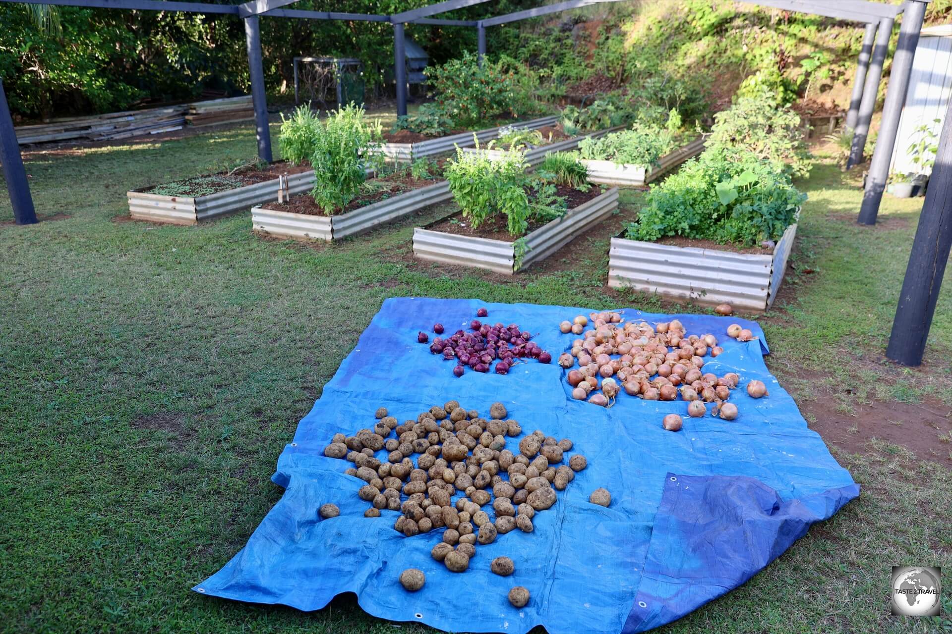 The garden at Heather and Kerry's homestay. The potatoes and onions were drying out in the sun as they had just arrived on the supply ship from New Zealand. 