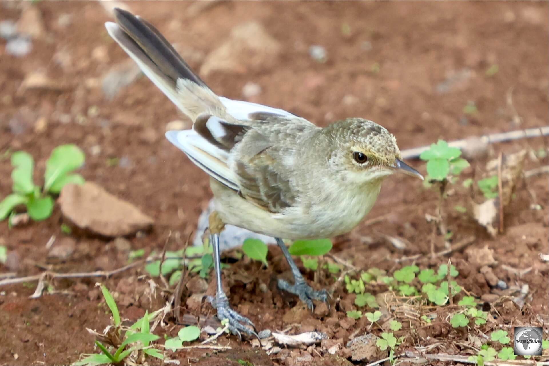 Although listed as 'endangered', the Pitcairn reed warbler can be seen throughout the island.