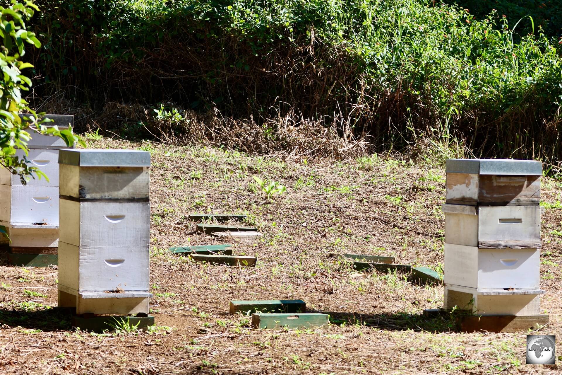 Beehives on Pitcairn Island, home to the purest honey in the world! 