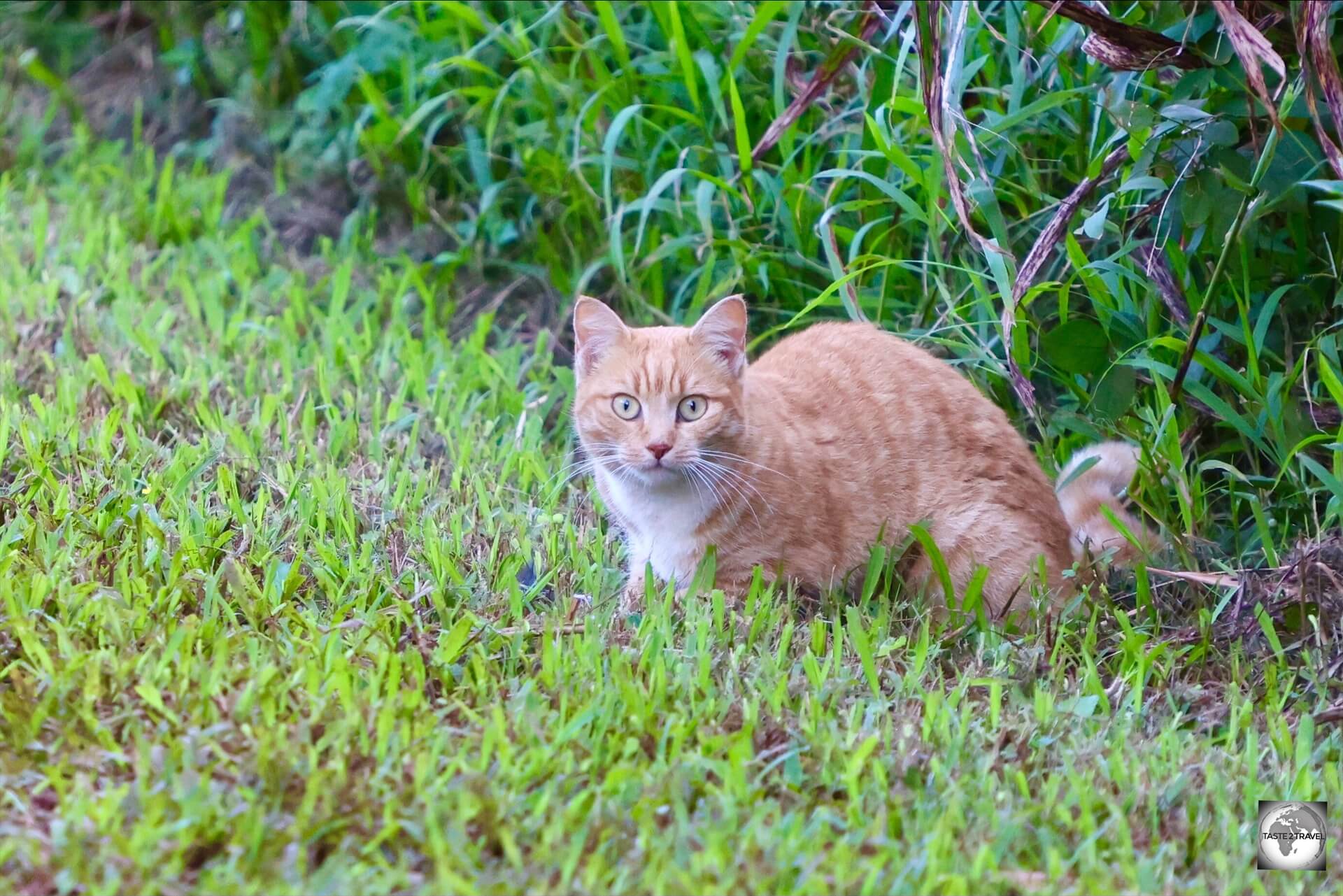 The only wildlife you are likely to see on Pitcairn Island is the odd wild (but very cute) cat!