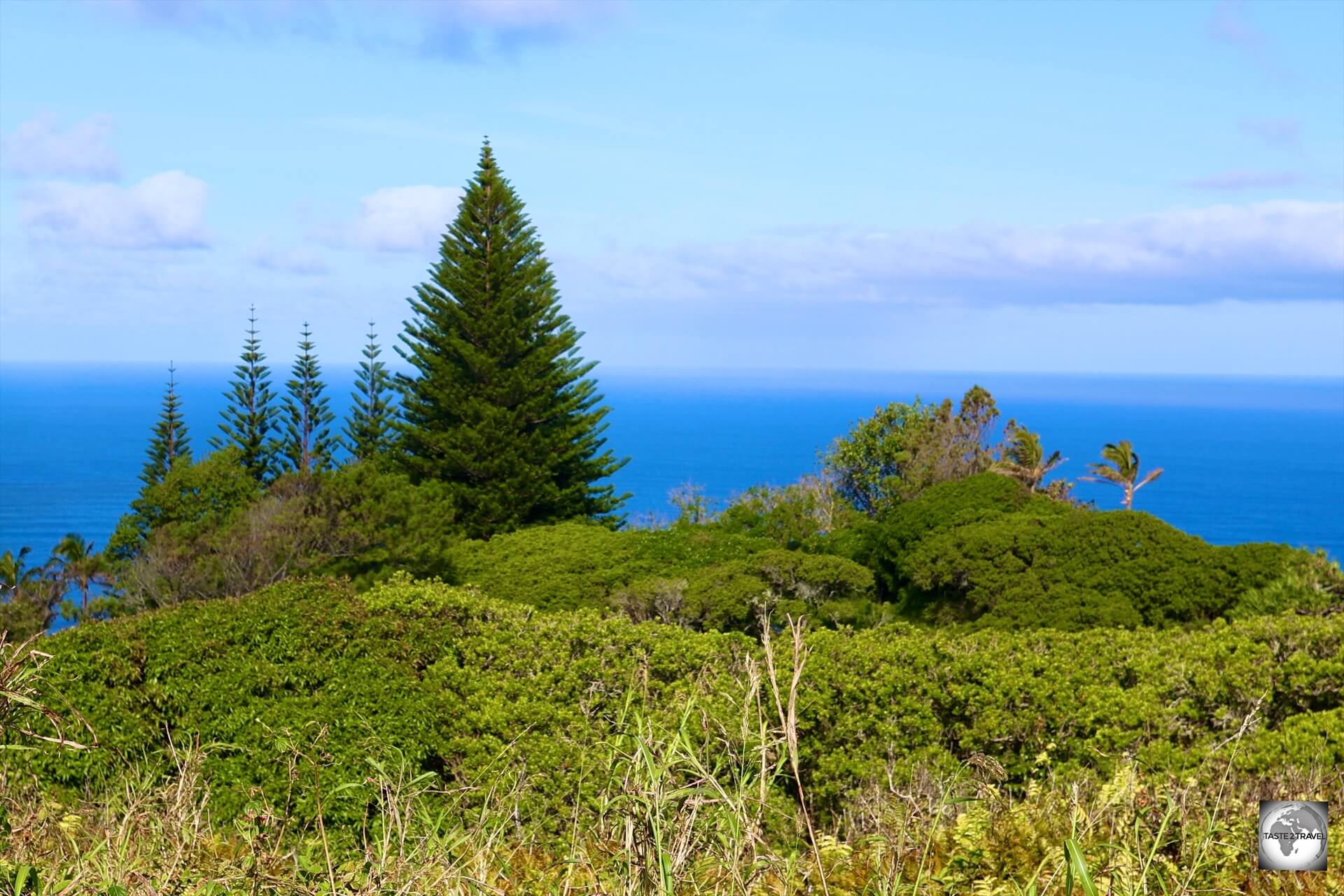 The connection between Norfolk Island and Pitcairn Island is symbolised through the many Norfolk Island pine trees which can be found growing on Pitcairn Island.