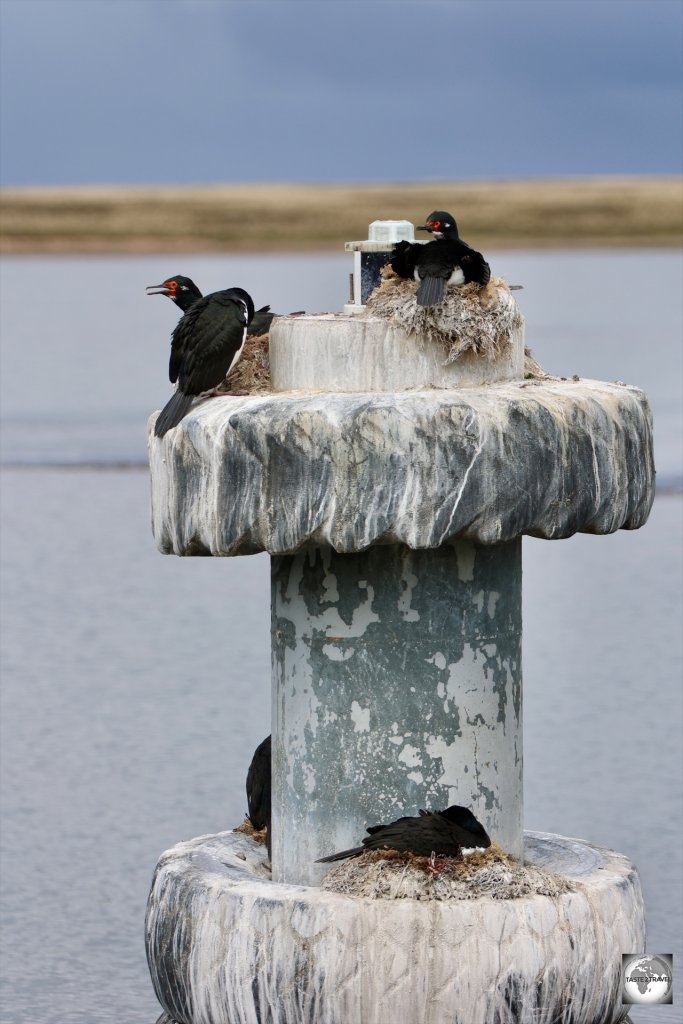 Rock Shags, nesting on a buoy at the New Haven ferry wharf.