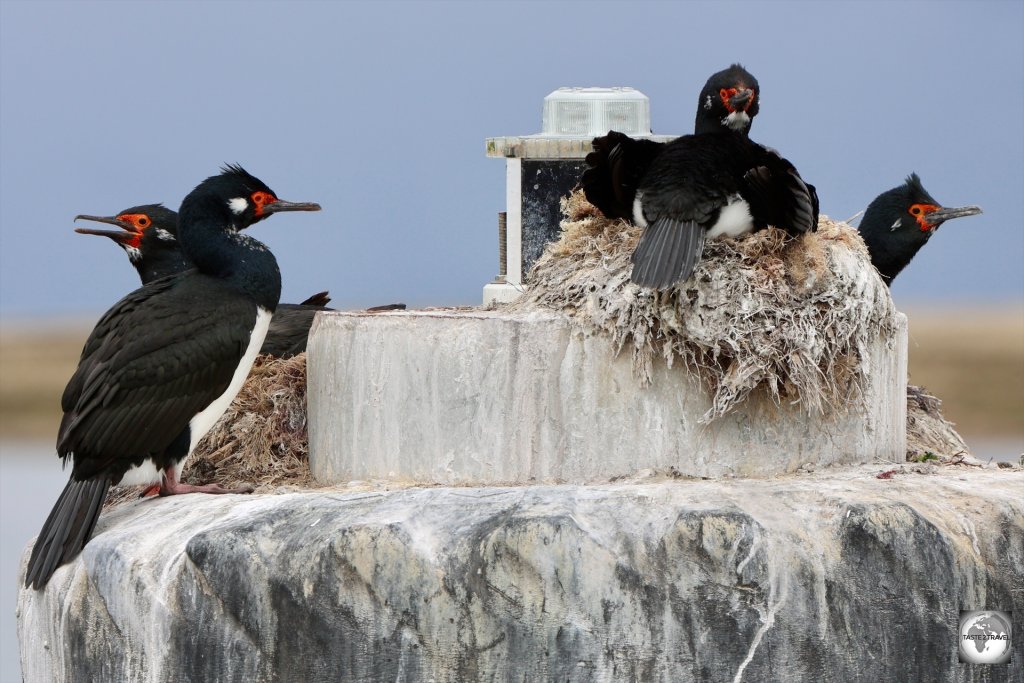 Rock Shags, nesting on a buoy at the New Haven ferry wharf.