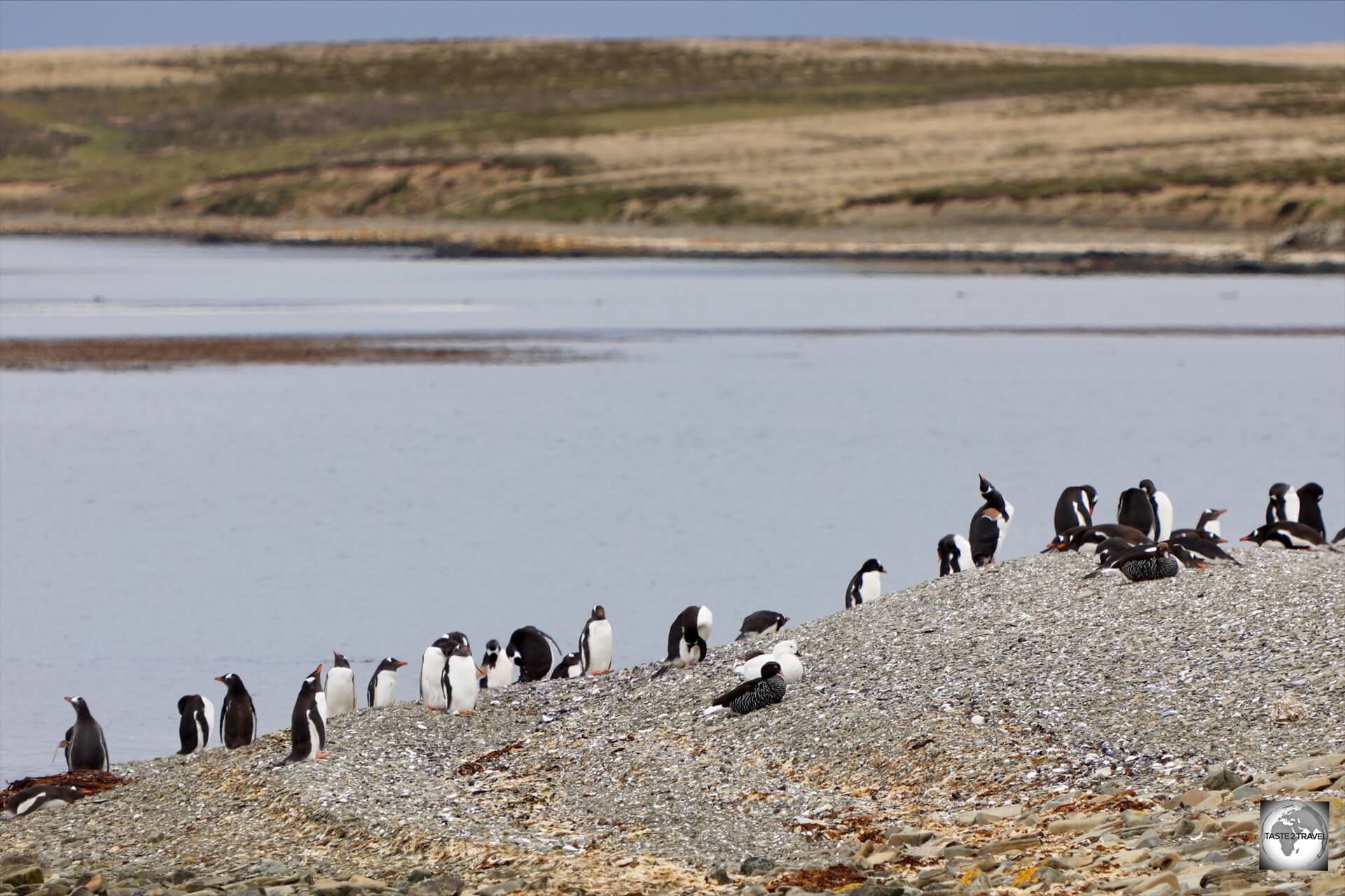 A view of the Gentoo Penguin Colony which is located next to the New Haven ferry wharf.