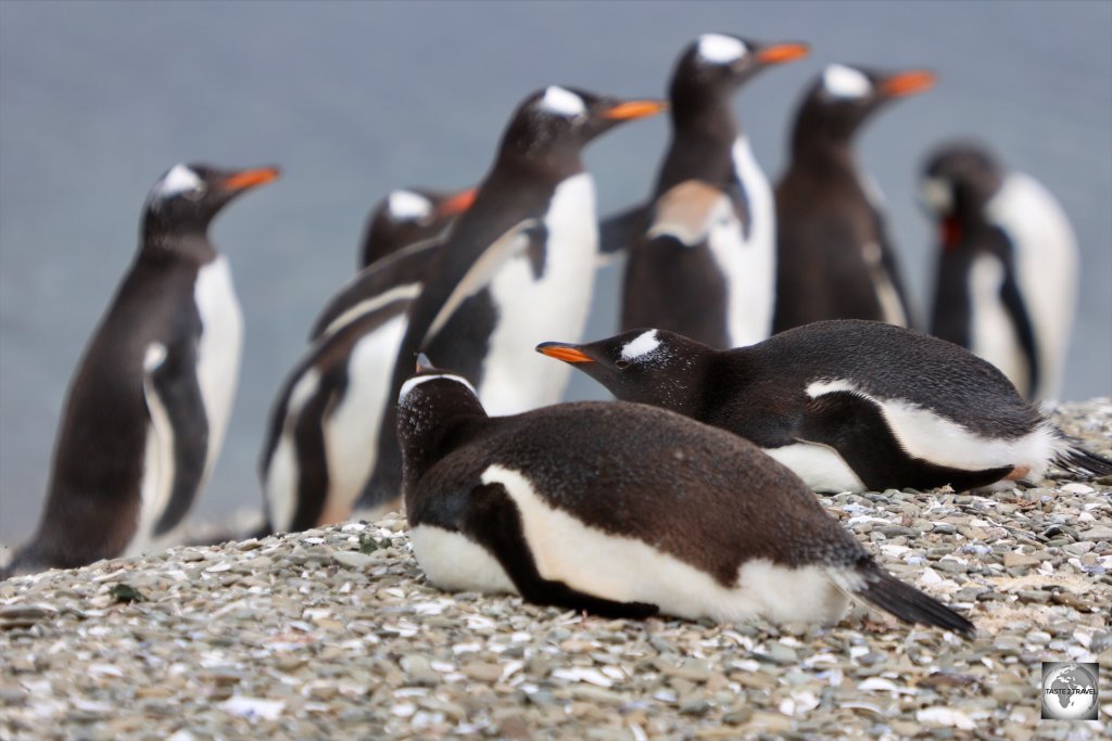 Gentoo penguins at the New Haven colony.