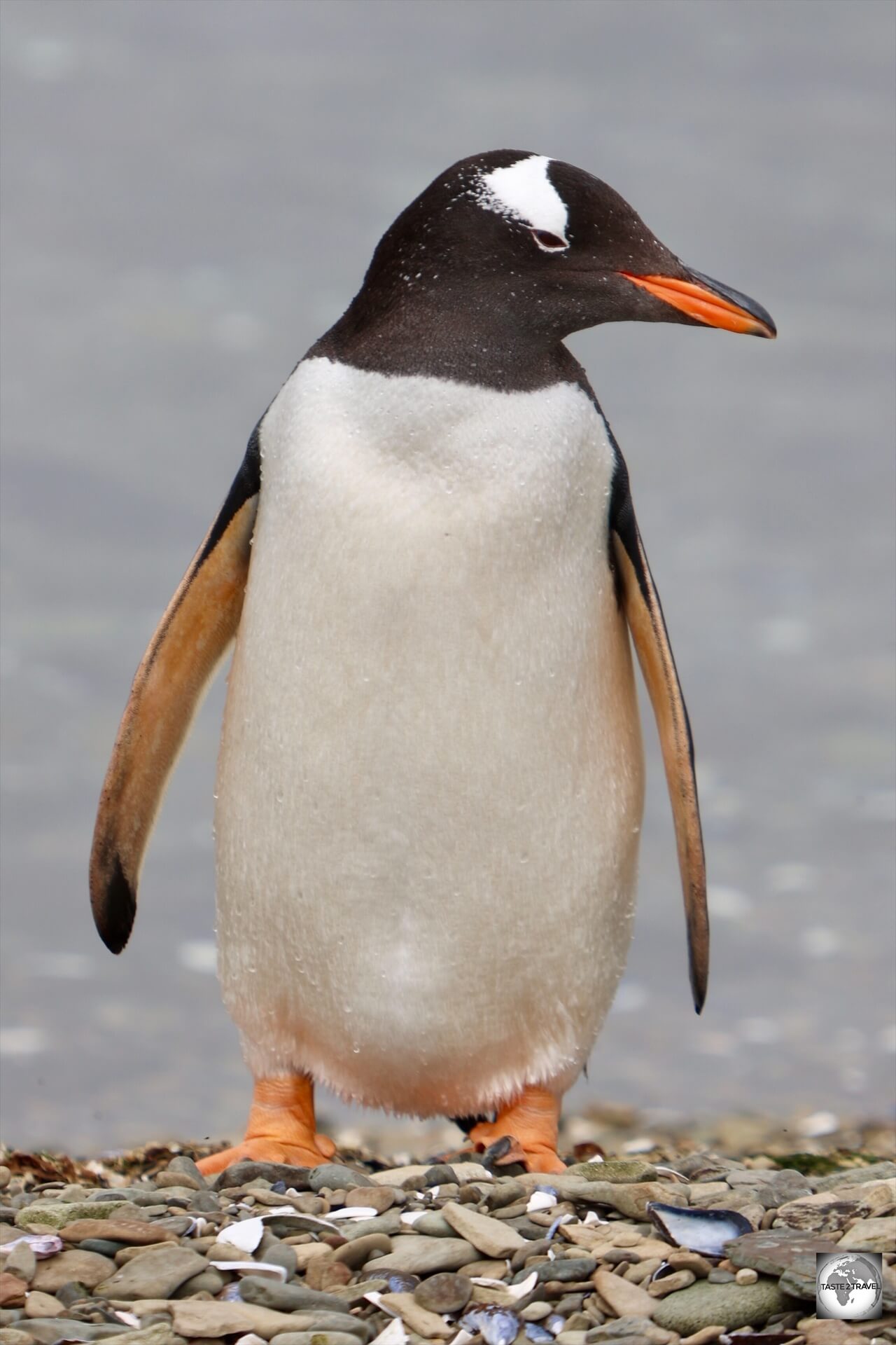 A Gentoo penguin at the New Haven colony.