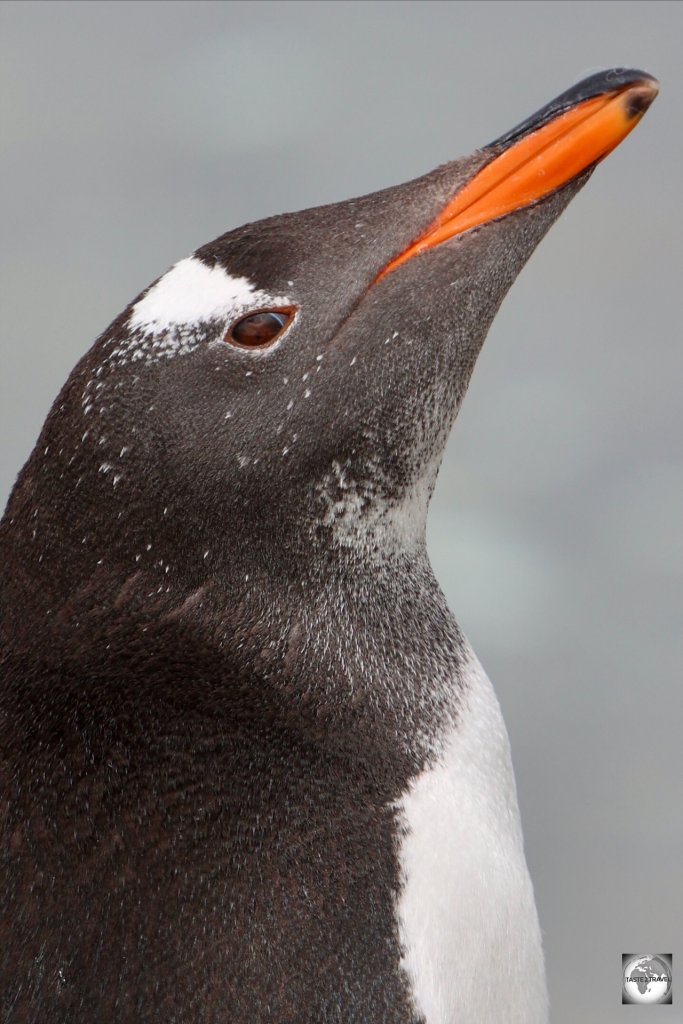 A Gentoo penguin at the New Haven colony.