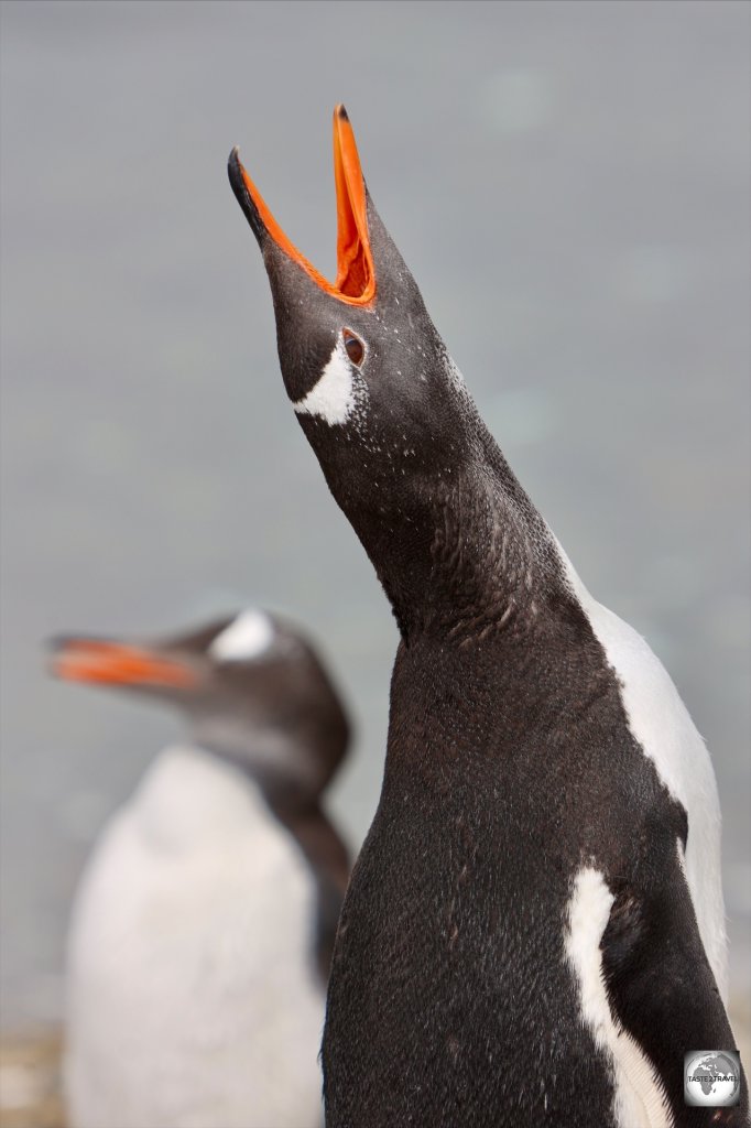 Gentoo penguins at the New Haven colony.
