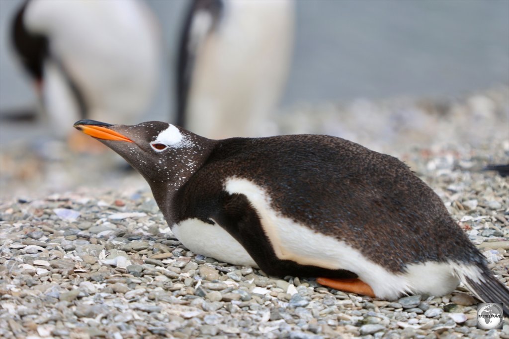 Gentoo penguins prefer to nest on pebbly beaches.