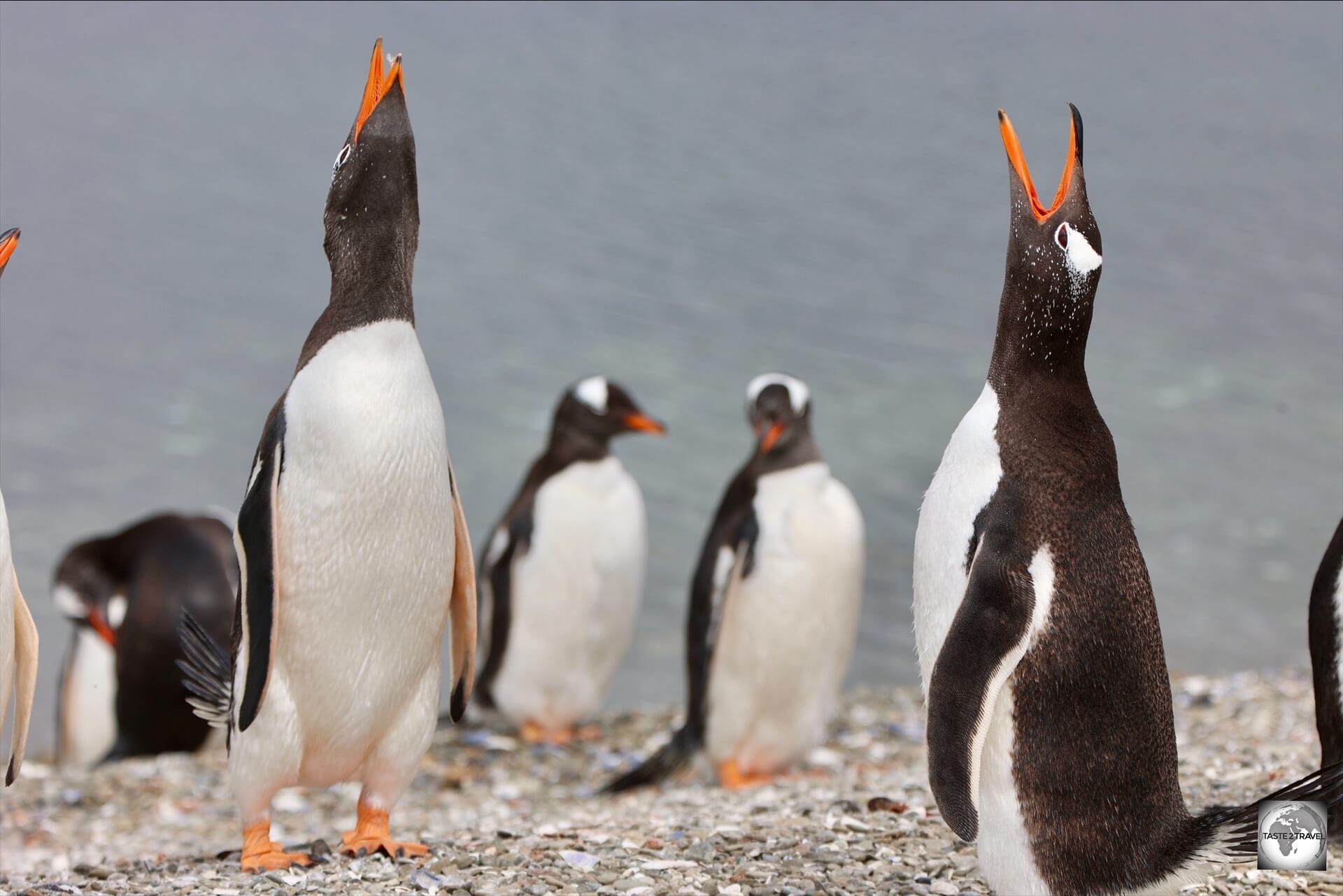 Gentoo penguins at the New Haven colony.