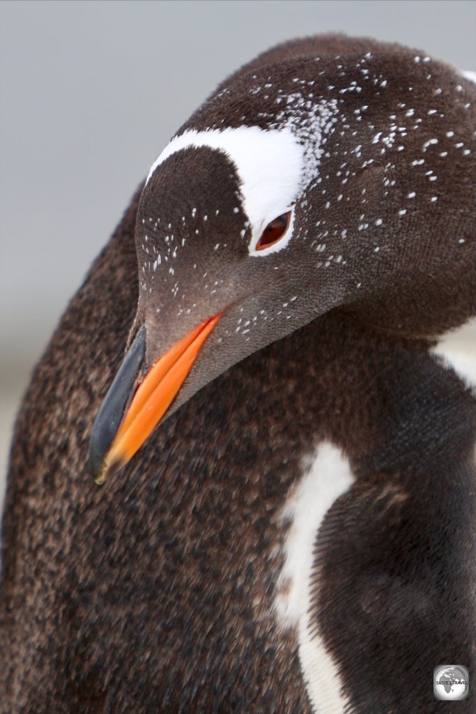 A Gentoo penguin at the New Haven colony.