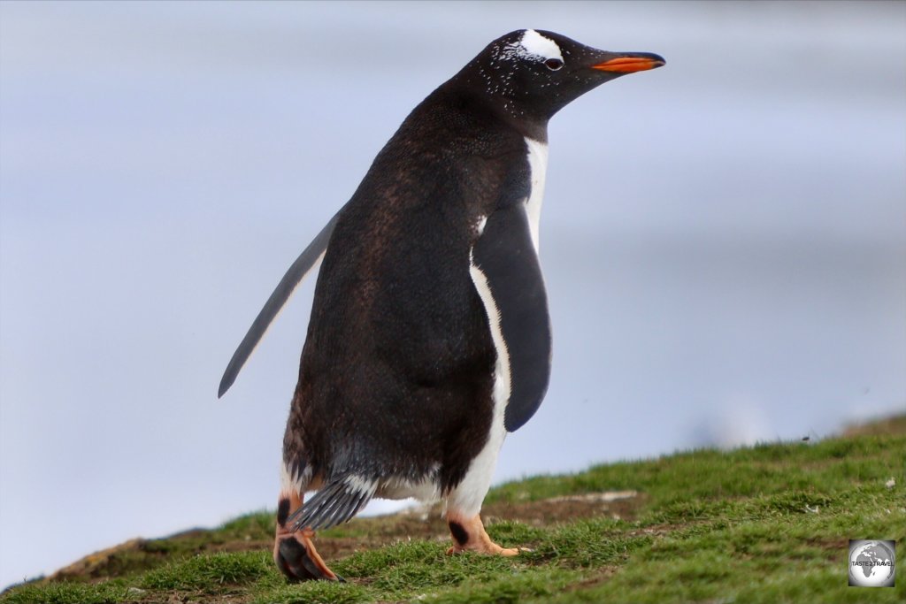 Home to more than a million penguins and almost no tourists, there are many incredible wildlife encounters to be found on the Falkland Islands.