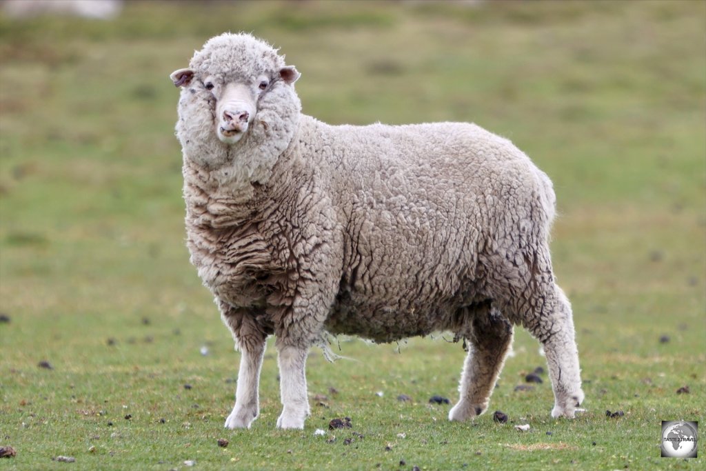 The majority of the 490,000 sheep on the Falkland Islands are Polwarth (an Australian cross of 75% Merino and 25% Lincoln). 