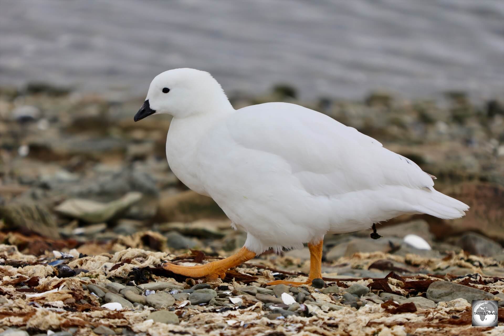 A male Kelp goose at Gypsy Cove.