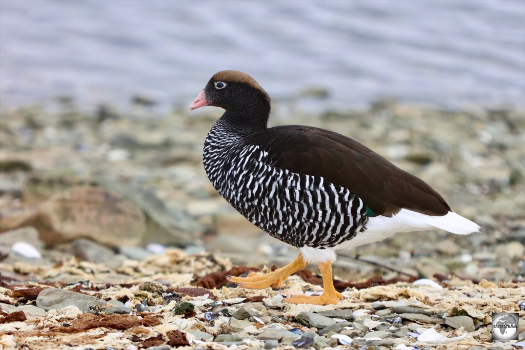 A female Kelp goose at Hardasa Bay.