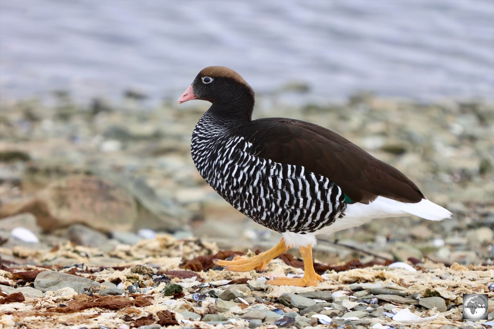 A female Kelp goose at Gypsy Cove.