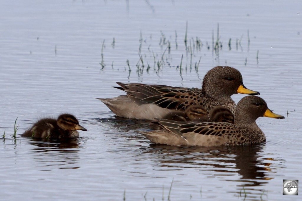 Yellow-billed Pintail ducks, with a chick, in a pond near New Haven.