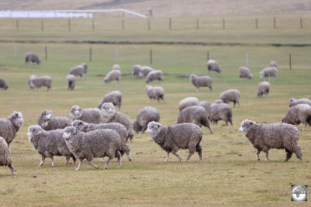 Most of the Falklands countryside is farmland which is used for grazing large herds of sheep.