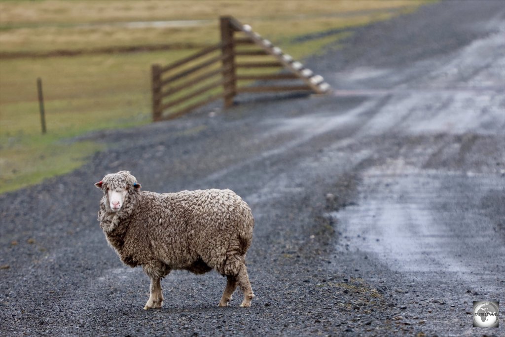 Sheep always have right of way on roads in the Falkland Islands.