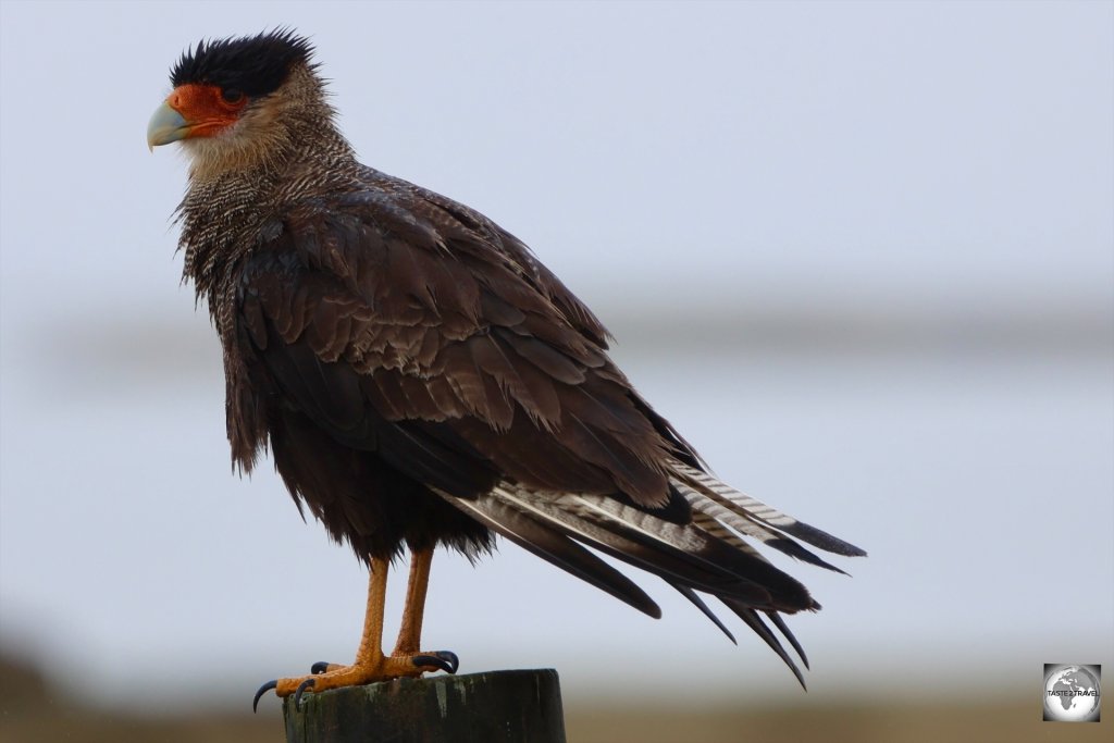 A Striated caracara which I photographed in the Falklands countryside.