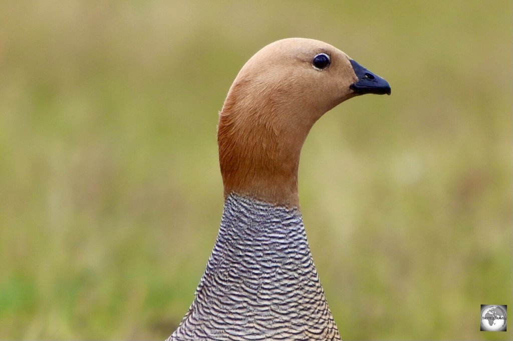 A Ruddy-headed goose, with its distinct white eye markings, at Darwin settlement.