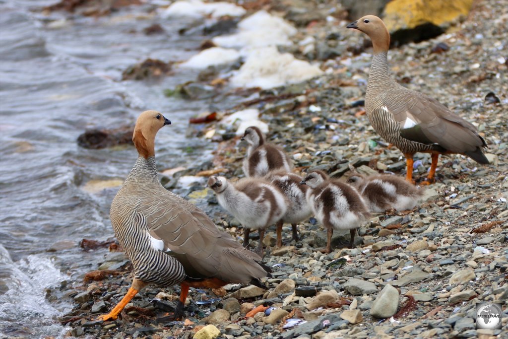 A family of Ruddy-headed geese at Darwin settlement.