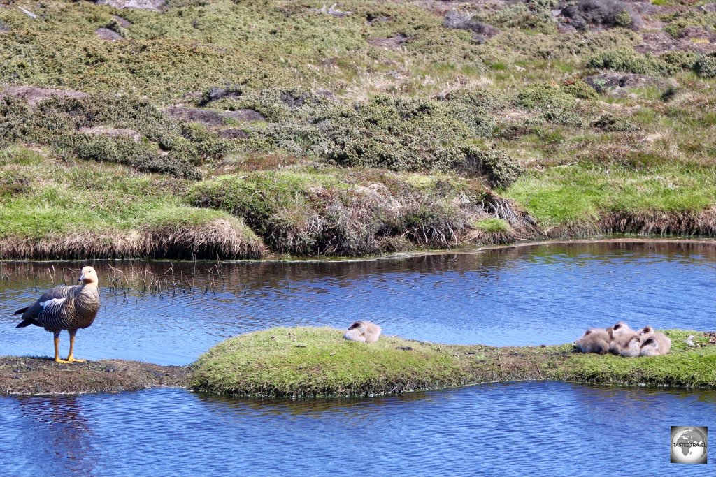 A male Upland Goose, and chicks, at Rookery Bay.