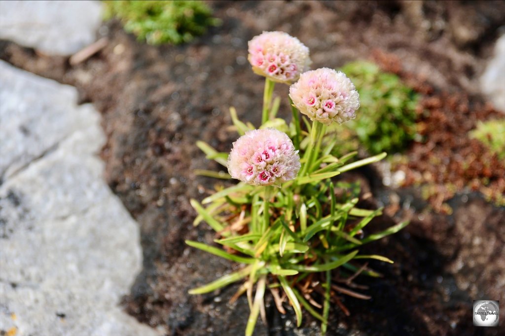 Falkland 'Sea Pink' (Thrift Armeria macloviana) is a common sight around most Falklands coasts.